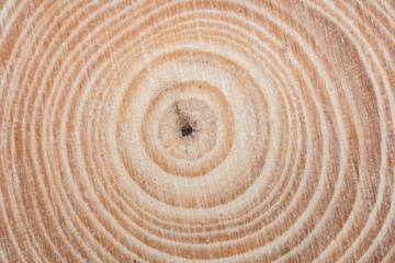Fototapeta na wymiar Wooden tree cut surface with organic tree rings