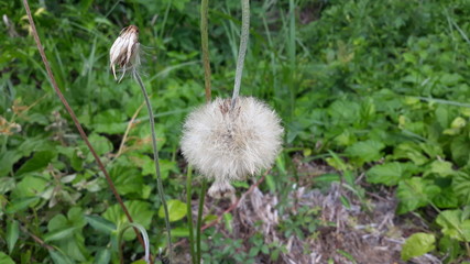 dandelion in the grass