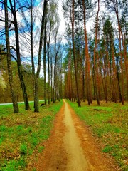 road in autumn forest