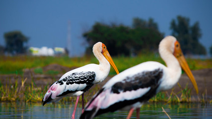 pelican on the beach