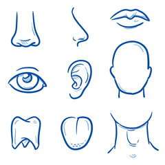 Set of different human parts of the head, for medical info graphics. Hand drawn line art cartoon vector illustration.