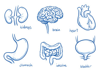 Set of different human inner organs as brain, heart, stomach, intestine, kidneys and bladder, for medical info graphics. Hand drawn line art cartoon vector illustration.