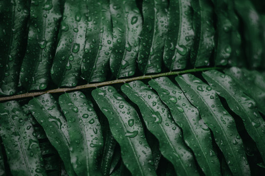 Full Frame Shot Of Wet Leaves