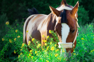  portrait of bay sportive  horse posing in pasture with yellow flowers © anakondasp