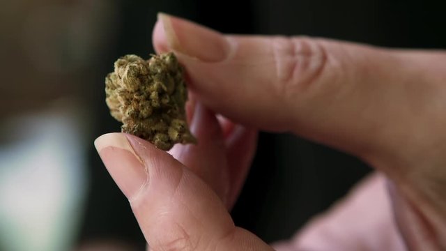 Extreme close-up tilt down of a cannabis marijuana bud held between a woman's fingers