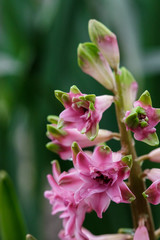 Naklejka na ściany i meble Terry hyacinth flowers in spring in the garden.