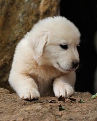 A Cute White Great Peregrines Puppy In A Pasture In South Central Oklahoma