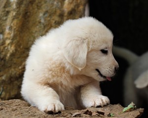 A Cute White Great Peregrines Puppy In A Pasture In South Central Oklahoma