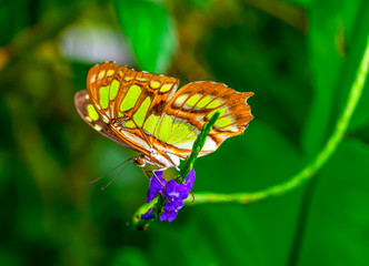 Closeup beautiful butterfly in a summer garden © blackdiamond67