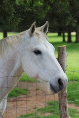 Fototapeta premium Zbliżenie pięknego konia na pastwisku w południowo-środkowej stanie Oklahoma
