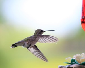 A Beautiful Little Hummingbird Visiting A Feeder In The Yard Of A Rural Home In South Central Oklahoma
