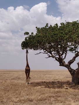 Jirafa en medio de la sabana africana. 
