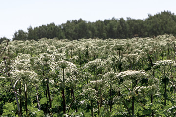 Fototapeta na wymiar Green leafs and white flower stalks of dangerous plant Parsnip Sosnowski Heracleum, giant hogweed, giant cow parsley, hogsbain in a field
