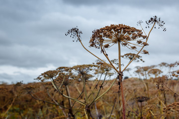 Sosnovsky cow parsnip Heracleum-threat herbaceous flowering plant. parts of the plant contain the...