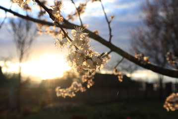 Blooming plum branch against the background of the rays of the spring sunset
