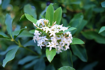 Flowers of lentisco plant, similar to olive Mediterranean endemic plant.
