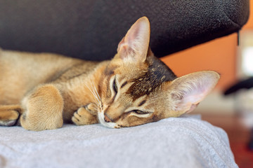 Abyssinian cat sleeping on a chair