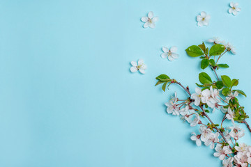 White flowers on a blue background for inscriptions, advertising, place for signature, branches of a blossoming cherry, apricots, covered plan

