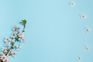 White flowers on a blue background for inscriptions, advertising, place for signature, branches of a blossoming cherry, apricots, covered plan

