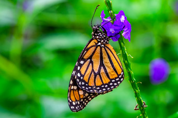 Obraz premium Closeup beautiful butterfly in a summer garden
