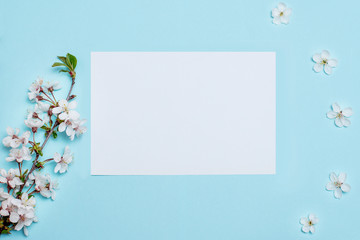 White flowers on a blue background for inscriptions, advertising, place for signature, branches of a blossoming cherry, apricots, covered plan

