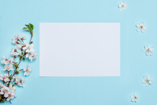 White flowers on a blue background for inscriptions, advertising, place for signature, branches of a blossoming cherry, apricots, covered plan© Диана Сапега