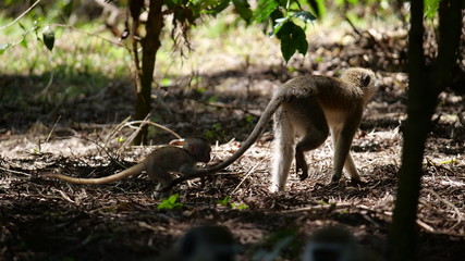 Mom and child Monkey