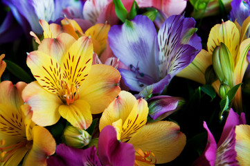 Beautiful alstroemeria flower background. Alstroemeria flower colorful. Peruvian Lily.Close-up.
