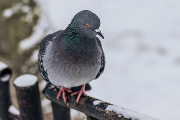pigeon on snow