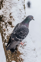 pigeon on the snow