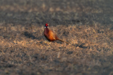 Pheasant in morning sunlight in arable field.