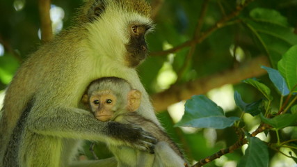 Fototapeta premium Baby Monkey