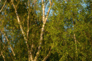 Fresh foliage of birch trees in early spring.