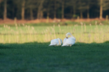 Two mute swans in sunny countryside at dawn.