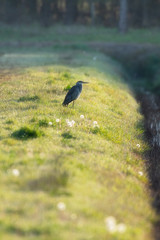 Obraz na płótnie Canvas Grey heron in sunlight at edge of a ditch at dawn.