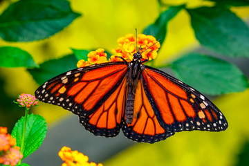 Closeup beautiful butterfly in a summer garden