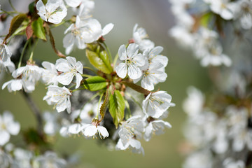 Cherry branch. Blooming white flowers. Cherry Blossoms.
