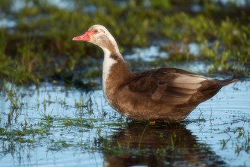 Muscovy duck in marshland during sunrise in spring.