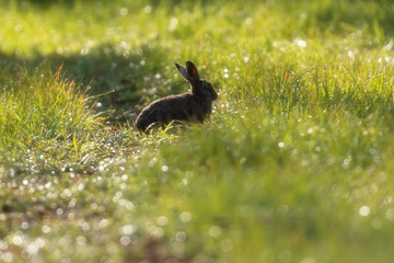 European hare in sunny meadow on a morning in spring.