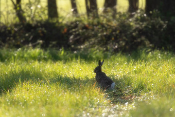 European hare in sunny forest meadow on a morning in spring.