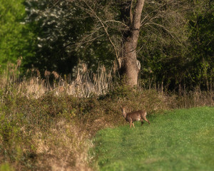 Naklejka na ściany i meble Roe deer in morning sunlight in meadow near bushes.
