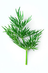 fresh dill on white background