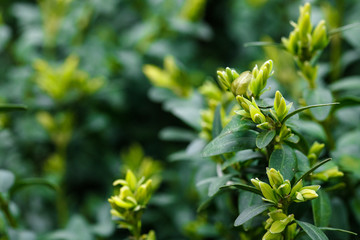 Boxwood is blooming. Big bushes. Bloom. B xus