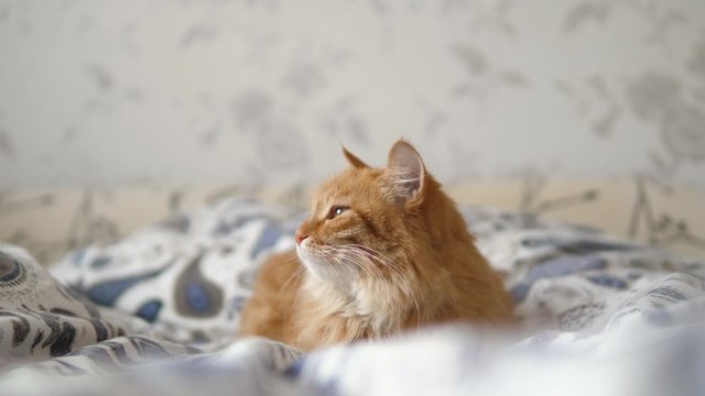 Lazy ginger cat sleeps in bed. Cute fluffy pet stares sleepily. Domestic animal has a nap on bed.