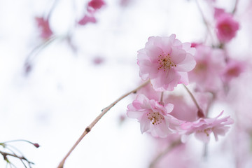 桜のクローズアップ