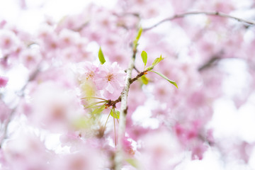 桜のクローズアップ