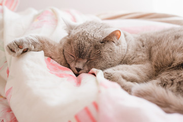 Obraz premium The gray cat sleeps on the couch.