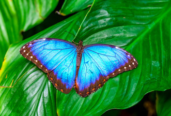 Blue Morpho, Morpho peleides, big butterfly sitting on green leaves, beautiful insect in the nature habitat

