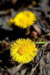 two coltsfoot flowers on dry leaves