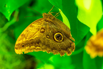 Closeup beautiful butterfly in a summer garden